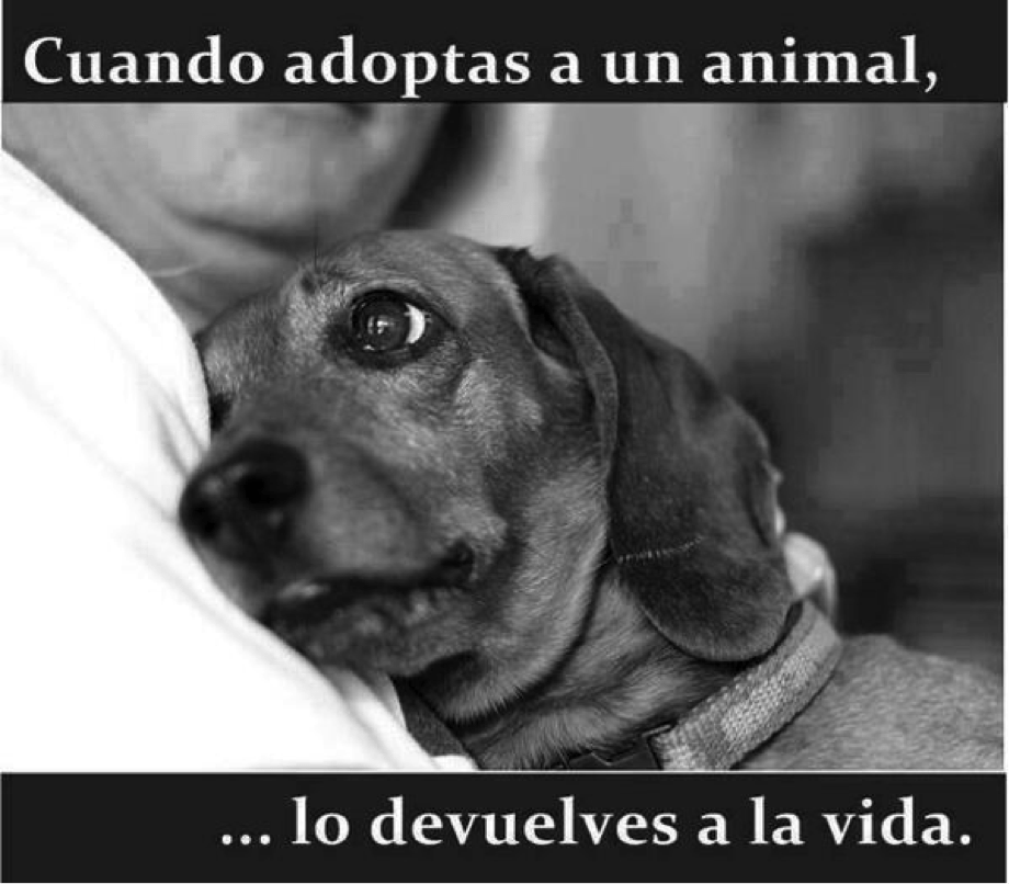 perrito3
