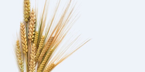 5 alimentos para el pelo