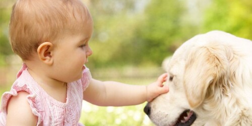¿Es momento de tener una mascota?