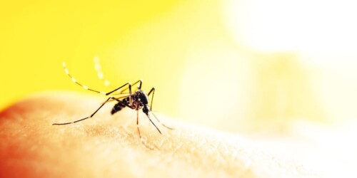 Virus del zika: 4 tips para embarazadas