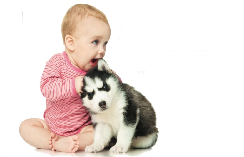 Qué hacer si tu mascota no acepta al bebé