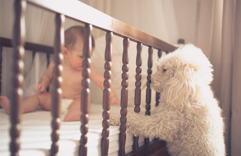 bebe con un perro