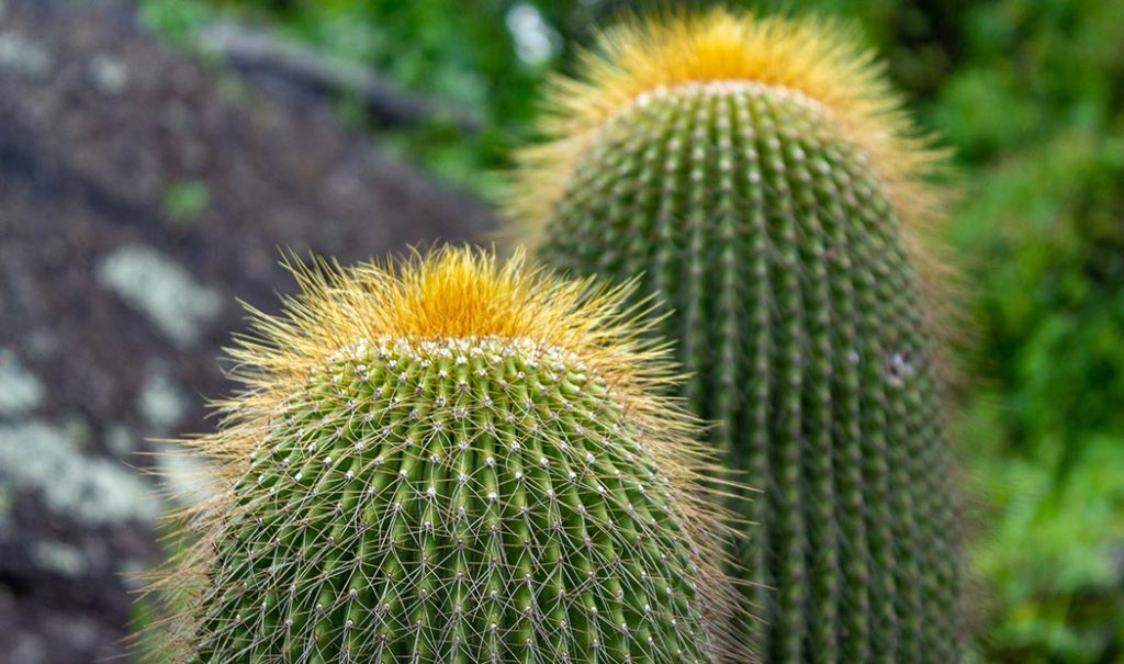 Jardines botánicos en CDMX