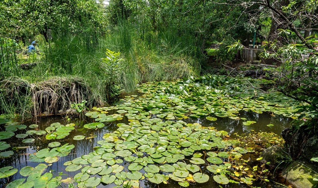 Jardines botánicos en CDMX