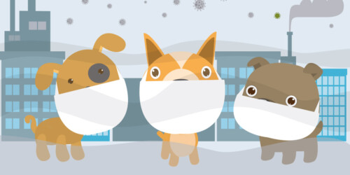 El Coronavirus y su relación con las mascotas