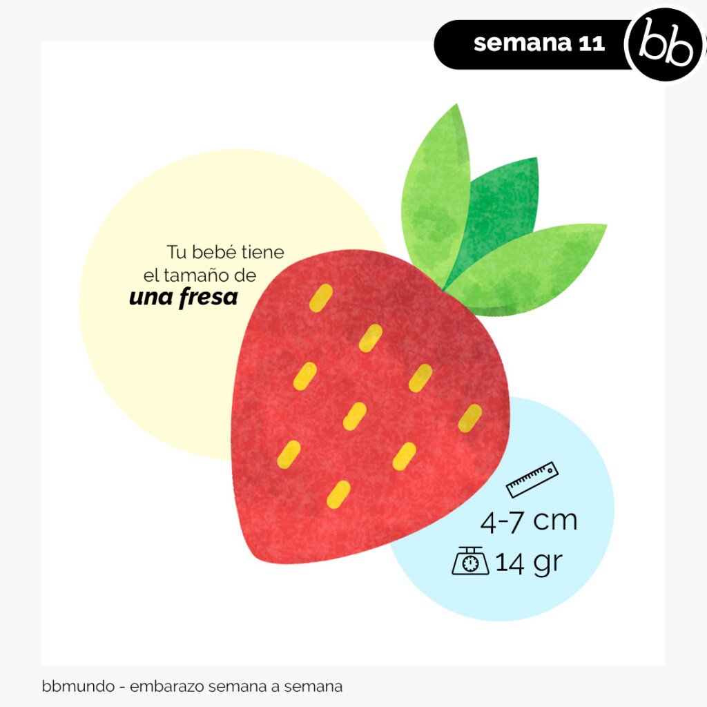 La Semana 11 Del Embarazo La Semana 11 Del Embarazo