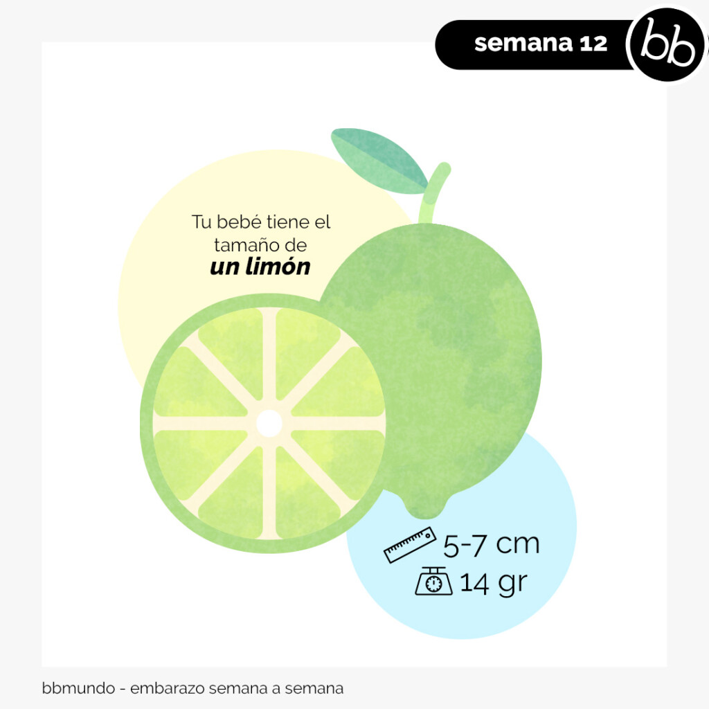 La Semana 12 Del Embarazo La Semana 12 Del Embarazo
