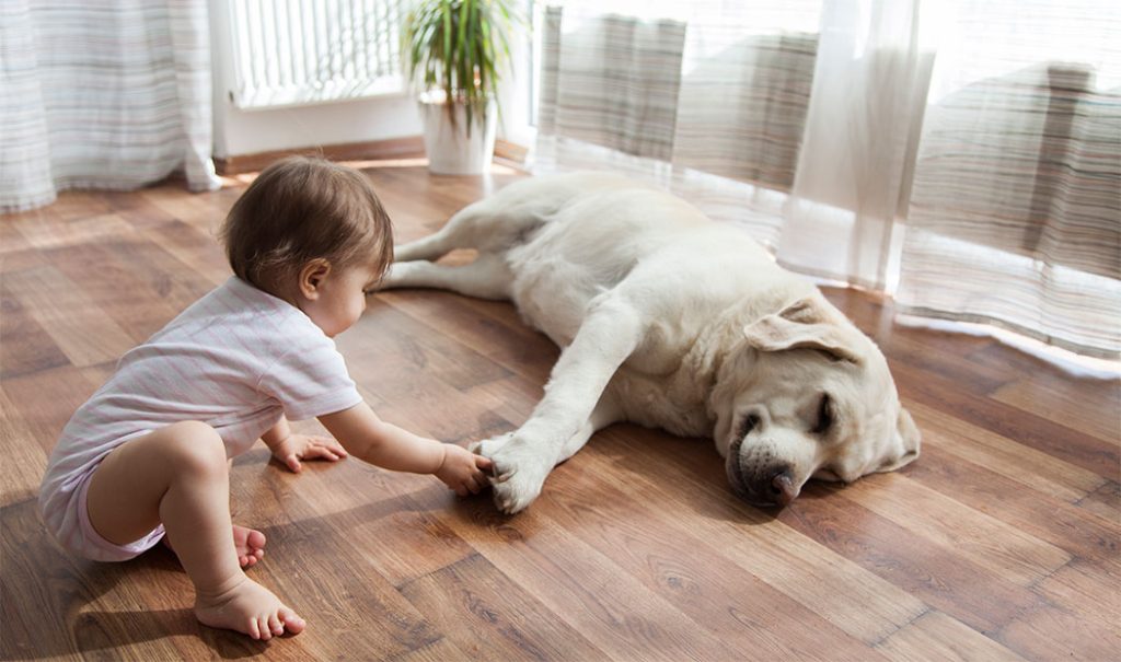 ¿Qué hacer si mi hijo es alérgico a mi mascota?