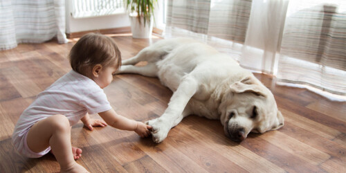 ¿Qué hacer si mi hijo es alérgico a mi mascota?