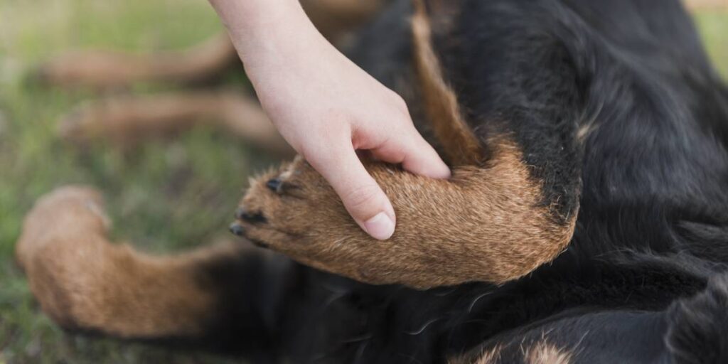 perro muerde a niño que hago