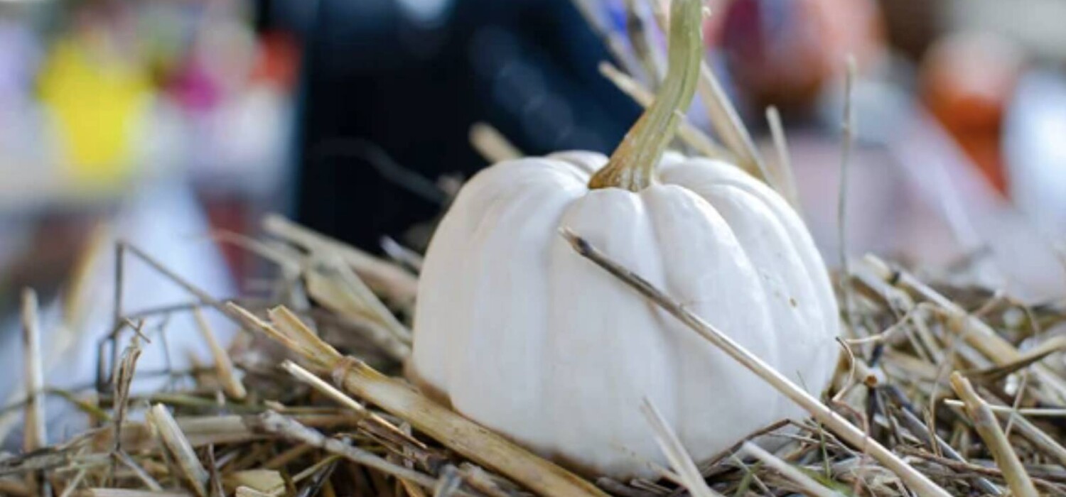 que significa la calabaza blanca