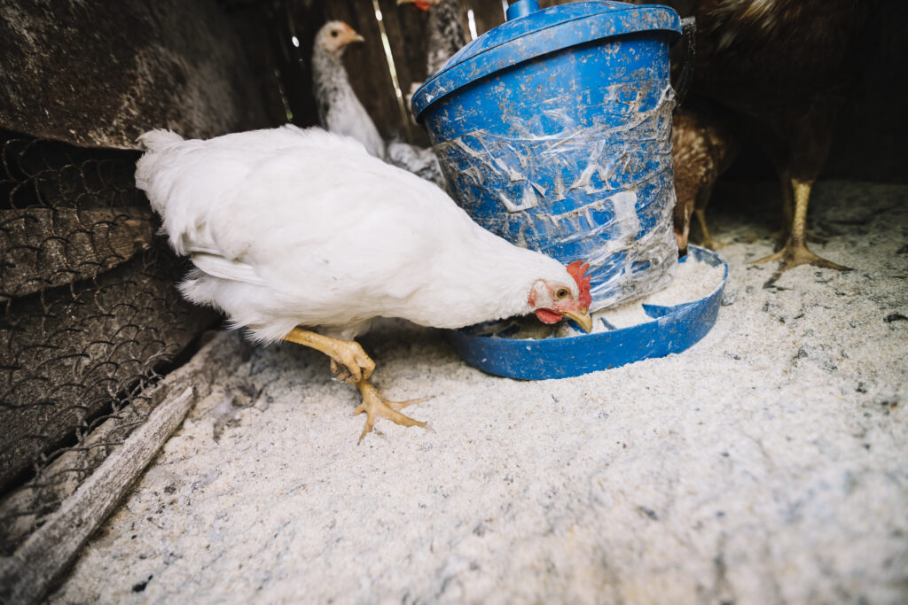 Fallece la niña que fue el primer caso de influenza aviar H5N1