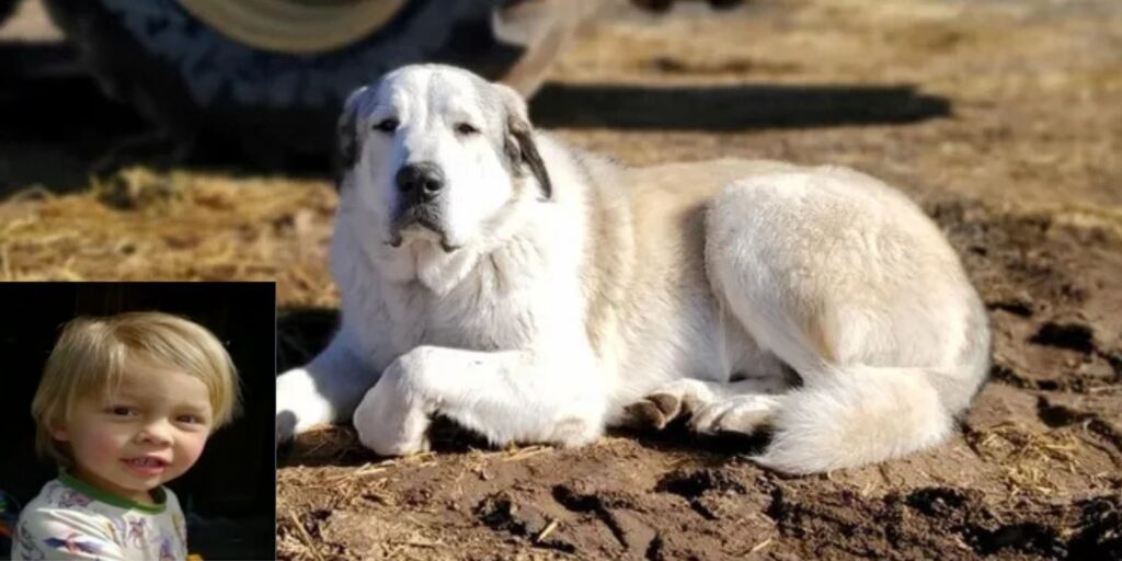 Un perro salvó a un niño perdido en el bosque, ¡de película!