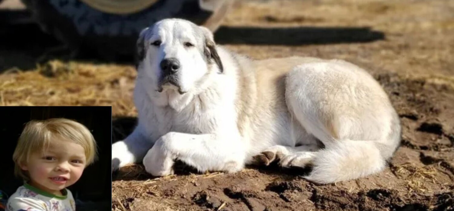 perro salvó a un niño
